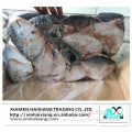 Import export seafood fish moonfish